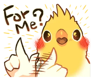 🌞 346e8071 For? Me? นกค็อกกาเทล, นก, น่ารัก, คำถาม, น่าเอ็นดู, อนุมัติ telegram sticker