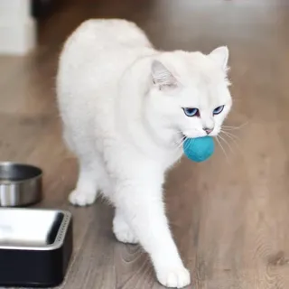 ⚽️ 0133a36b แมว, แมวขาว, สัตว์เลี้ยง, สัตว์, สัตว์เลี้ยง, น่ารัก, ลูกบอล telegram sticker