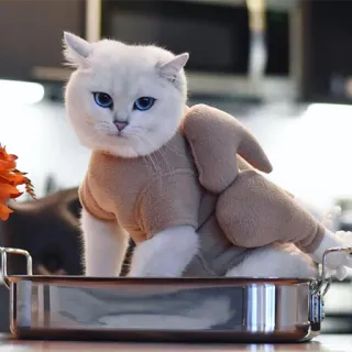 🐣 024d50d7 แมว, ไก่งวง, สัตว์, สัตว์เลี้ยง, วันขอบคุณพระเจ้า, น่ารัก, ตลก, ขำขัน, ชุด telegram sticker