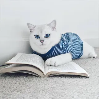 😊 03553d75 แมว, อ่าน, หนังสือ, สัตว์, สัตว์เลี้ยง, แมวบ้าน, น่ารัก, ลูกแมว telegram sticker