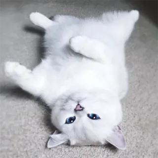 😴 0f55118c แมว, ลูกแมว, สีขาว, ตาสีฟ้า, น่ารัก, สัตว์เลี้ยง, สัตว์, บ้าน telegram sticker