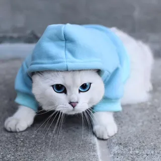 😏 1e7e5980 แมว, ลูกแมว, เสื้อมีฮู้ด, สีน้ำเงิน, สีขาว, สัตว์, สัตว์เลี้ยง, น่ารัก telegram sticker