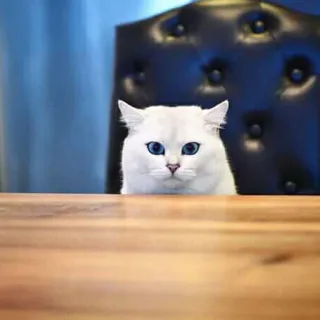 😶 2366e082 แมว, แมวขาว, สัตว์, สัตว์เลี้ยง, เก้าอี้, โต๊ะ telegram sticker