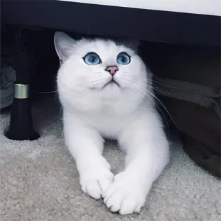 🙂 24611d5f แมว, แมวขาว, ตาสีฟ้า, สัตว์, สัตว์เลี้ยง, น่ารัก telegram sticker