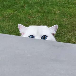 ✋️ 33e1668d แมว, แมวขาว, ตา, สัตว์เลี้ยง, สัตว์, ตาสีฟ้า, น่ารัก telegram sticker