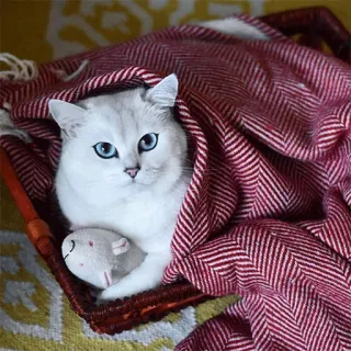 😴 3b570424 แมว, ลูกแมว, น่ารัก, สัตว์เลี้ยง, สัตว์, ผ้าห่ม, หนู, ของเล่น telegram sticker