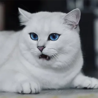 😧 3da3a205 แมว, แมวขาว, ตาสีฟ้า, สัตว์, สัตว์เลี้ยง, น่ารัก, แมว telegram sticker