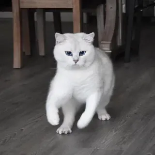 👊 51d085ad แมว, แมวขาว, สัตว์, สัตว์เลี้ยง, แมวบ้าน, สัตว์ตระกูลแมว telegram sticker