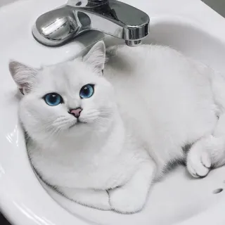 🙂 5b77b5b0 แมว, อ่างล้างจาน, แมวขาว, ตาสีฟ้า, สัตว์เลี้ยง, สัตว์ telegram sticker