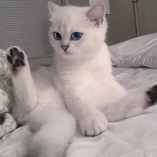 😯 63760f38 แมว, สัตว์, แมวขาว, ลูกแมว, น่ารัก, ตลก, นั่ง telegram sticker