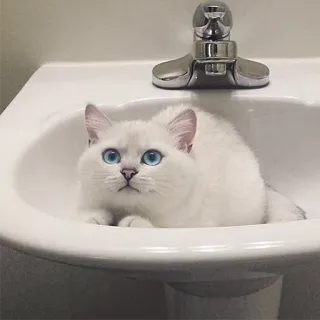👀 6f5ef4d9 แมว, ลูกแมว, อ่างล้างจาน, แมวขาว, ตาสีฟ้า, สัตว์เลี้ยง, สัตว์ telegram sticker