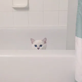 ✋ 7f6360ad แมว, อาบน้ำ, สัตว์, น่ารัก, สีขาว, ลูกแมว telegram sticker