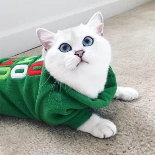 🙄 82fdbf74 BOOGIE แมว, สัตว์เลี้ยง, สัตว์, แมวขาว, ตาสีฟ้า, เสื้อกันหนาว telegram sticker