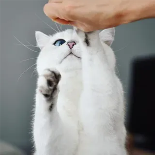 ✋ 86c82568 แมว, แมวขาว, ตาสีฟ้า, น่ารัก, สัตว์เลี้ยง, สัตว์, มือ, เล่น telegram sticker