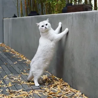 😃 88b7f63d แมว, แมวขาว, สัตว์, สัตว์เลี้ยง, ปีน, กำแพง telegram sticker