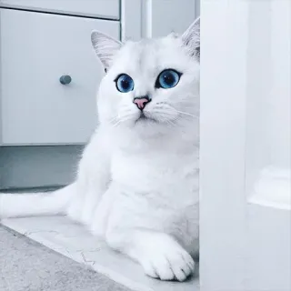 😼 a685c5ad แมว, แมวขาว, ตาสีฟ้า, สัตว์เลี้ยง, สัตว์, น่ารัก telegram sticker