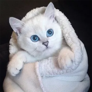 😴 a8bb2c0f แมว, ลูกแมว, น่ารัก, สัตว์, สัตว์เลี้ยง, ตา, ขาว, ปุย telegram sticker