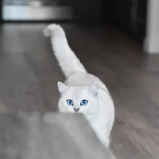 🙂 a9378efa แมว, แมวขาว, ตาสีฟ้า, สัตว์เลี้ยง, สัตว์, แมวบ้าน telegram sticker