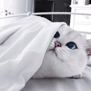 👀 b2773a02 แมว, แมวขาว, ตาสีฟ้า, สัตว์เลี้ยง, สัตว์, น่ารัก, ผ้าห่ม, เตียง telegram sticker