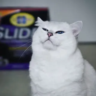 😏 b61a5bb2 แมว, แมวขาว, ตาสีฟ้า, สัตว์, สัตว์เลี้ยง, แมว telegram sticker