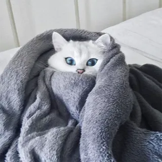 😴 c032eade แมว, ลูกแมว, น่ารัก, สัตว์, ผ้าห่ม, แมวขาว telegram sticker