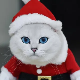 😾 c497b4a6 แมว, ซานต้า, คริสต์มาส, วันหยุด, สัตว์, รื่นเริง, น่ารัก telegram sticker