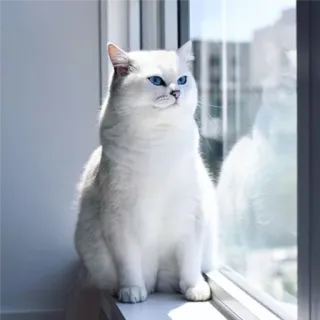 🤔 c76c0628 แมว, แมวขาว, ตาสีฟ้า, สัตว์, สัตว์เลี้ยง, บริติช ชอร์ตแฮร์ telegram sticker