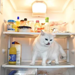 🍗 d6440a7c แมว, ตู้เย็น, อาหาร, สัตว์เลี้ยง, แมวขาว, สัตว์ telegram sticker