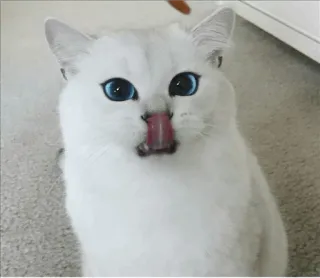 🌝 2838331c 고양이, 동물, 애완 동물, 흰 고양이, 파란 눈, 핥기, 귀여운, 애완동물 telegram sticker