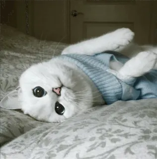 🌝 2cef1c79 고양이, 새끼 고양이, 애완 동물, 동물, 흰 고양이, 집고양이 telegram sticker