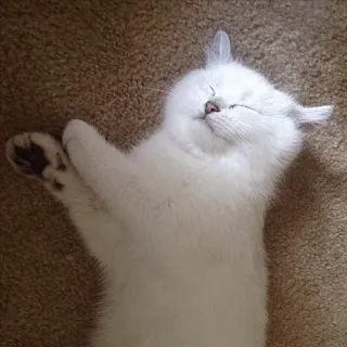 🌝 38456a6e 고양이, 새끼 고양이, 수면, 동물, 흰 고양이, 귀여운 telegram sticker