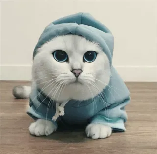 🌝 3b997310 고양이, 새끼 고양이, 귀여운, 동물, 애완 동물, 후드티, 파란색 telegram sticker