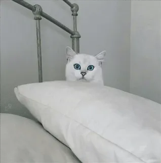 🌝 45b1aa19 고양이, 동물, 흰 고양이, 파란 눈, 베개, 침대 telegram sticker