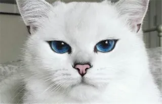 🌝 582aaaa0 고양이, 흰 고양이, 파란 눈, 동물, 애완 동물, 반려 동물 telegram sticker