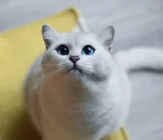 🌝 62cdf163 고양이, 동물, 애완동물, 가축, 귀여운, 흰 고양이, 파란 눈 telegram sticker