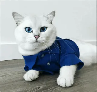 🌝 764c2f22 고양이, 동물, 애완 동물, 파란 셔츠, 흰 고양이, 집 고양이, 귀여운, 털복숭이 telegram sticker