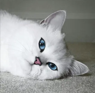 🌝 7caa7280 고양이, 새끼 고양이, 파란 눈, 흰 고양이, 애완 동물, 동물 telegram sticker