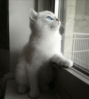 🌝 7cf3dd74 고양이, 새끼 고양이, 창문, 귀여운, 동물, 애완 동물 telegram sticker