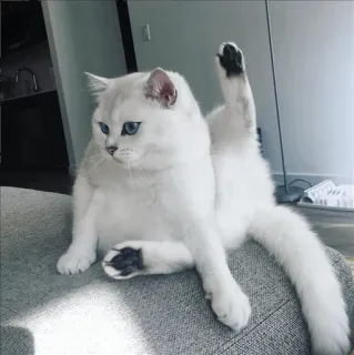 🌝 8069bd9f 고양이, 동물, 애완동물, 흰 고양이, 브리티시 쇼트헤어, 파란 눈, 귀여운, 웃긴 telegram sticker