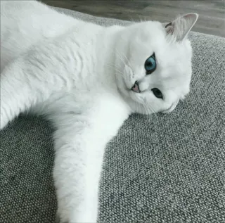 🌝 a42fa765 고양이, 흰 고양이, 파란 눈, 동물, 애완 동물, 반려 동물, 포유류 telegram sticker