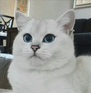 🌝 ad1cf8b9 고양이, 흰 고양이, 파란 눈, 애완 동물, 동물, 집고양이, 귀여운, 고양이과 telegram sticker