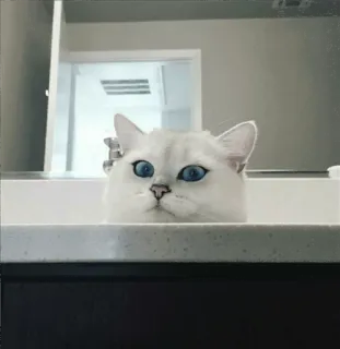 🌝 b2edc3b0 고양이, 동물, 애완동물, 귀여운, 파란 눈, 흰 고양이, 싱크대 telegram sticker