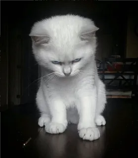 🌝 d4622bea 고양이, 새끼 고양이, 심술궂은, 흰색, 화난, 애완 동물, 동물 telegram sticker