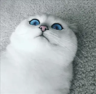 🌝 d84aa66d 고양이, 하얀 고양이, 파란 눈, 동물, 귀여운, 애완 동물 telegram sticker