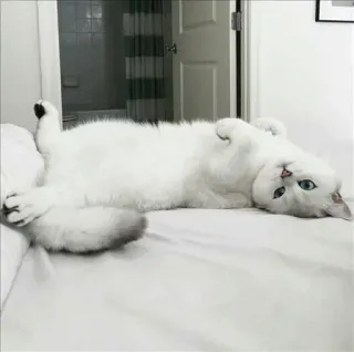 🌝 e124909d 고양이, 흰 고양이, 동물, 반려동물, 애완동물, 귀여운, 누워있는, 침대 telegram sticker