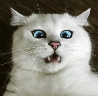 🌝 e1998052 고양이, 하얀 고양이, 파란 눈, 웃긴, 새끼 고양이, 동물, 애완 동물 telegram sticker