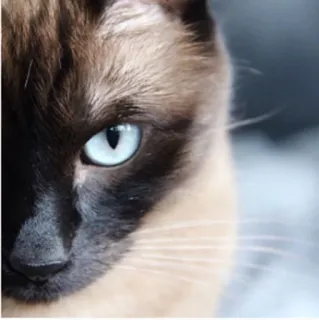 Cola_The_Cat telegram stickers