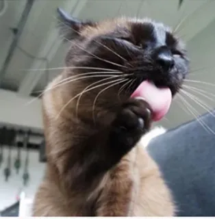 👻 592aff82 แมว, เลีย, ลิ้น, สัตว์, สัตว์เลี้ยง, วิเชียรมาศ, ดูแลขน, น่ารัก telegram sticker