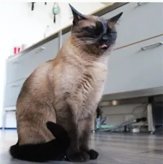 🤧 70671218 แมว, แมวสยาม, สัตว์, สัตว์เลี้ยง, สัตว์บ้าน, แลบลิ้น telegram sticker