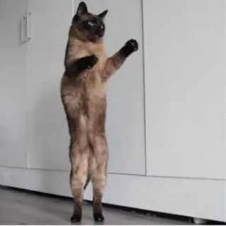 💃 8ccbd810 แมว, ยืน, สัตว์, สัตว์เลี้ยง, ตลก telegram sticker